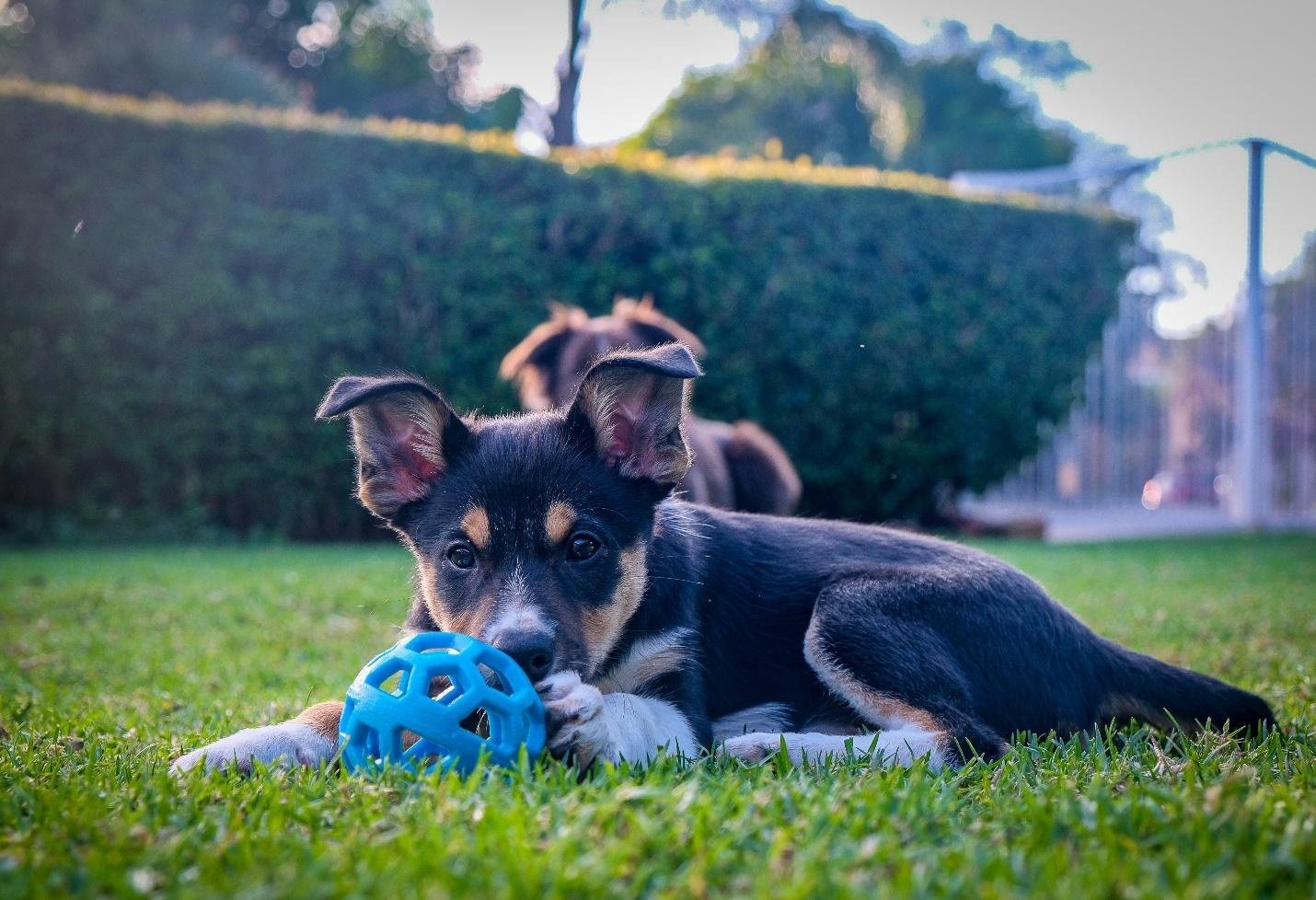 dog-friendly backyard
