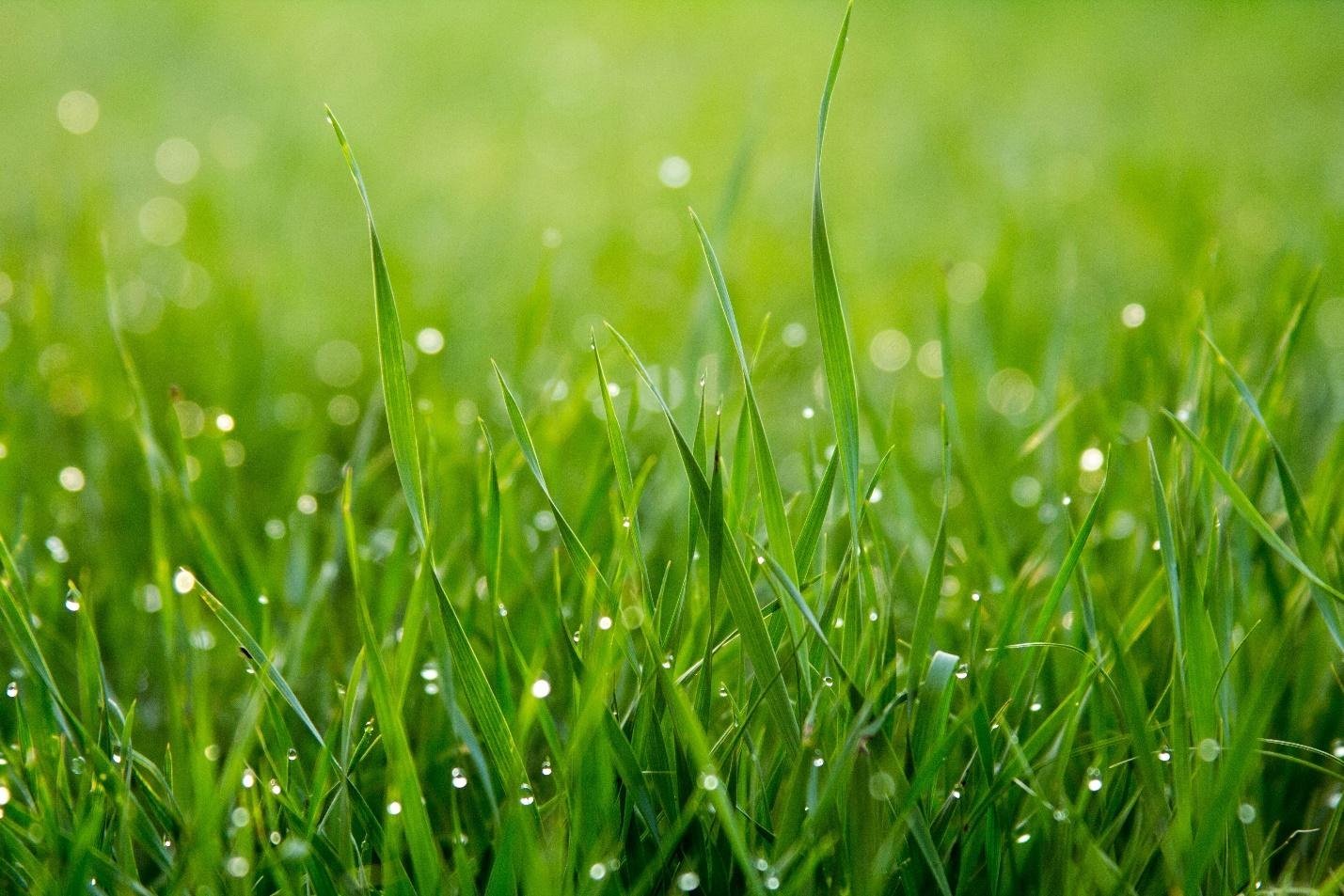 Artificial vs. real grass
