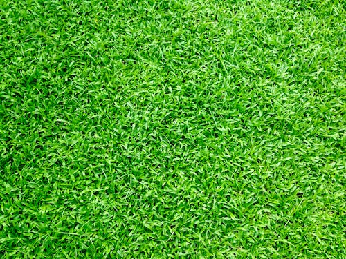 Close-up of AstroTurf