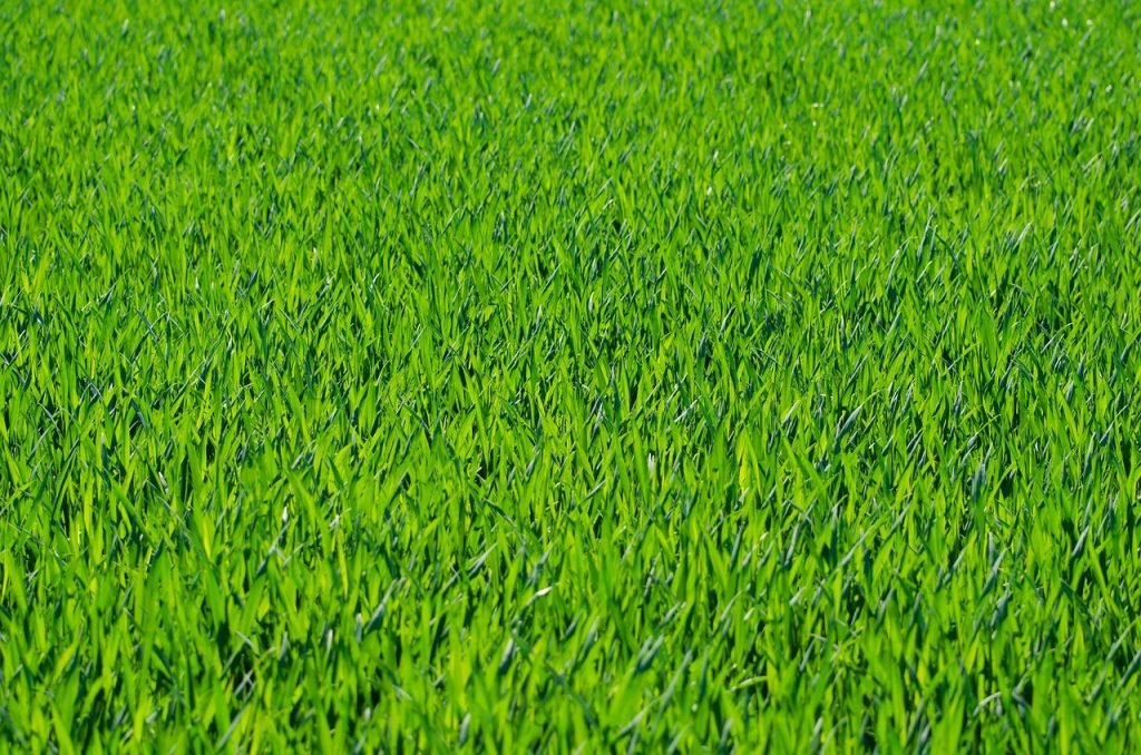 Close-up of lawn made of artificial grass