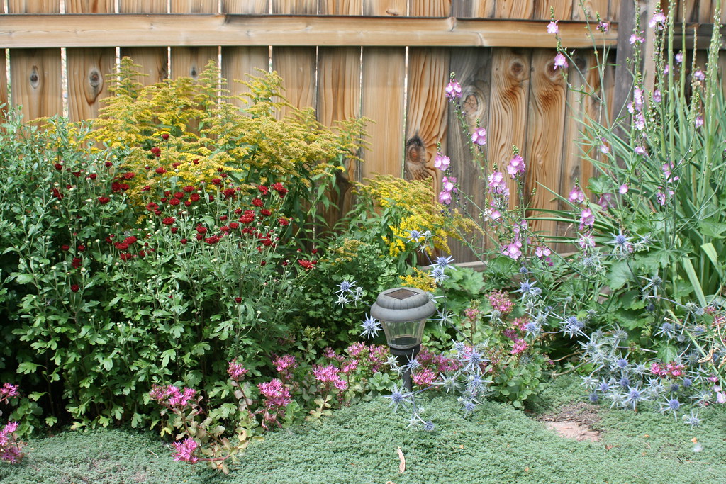 Perennial plants in a yard