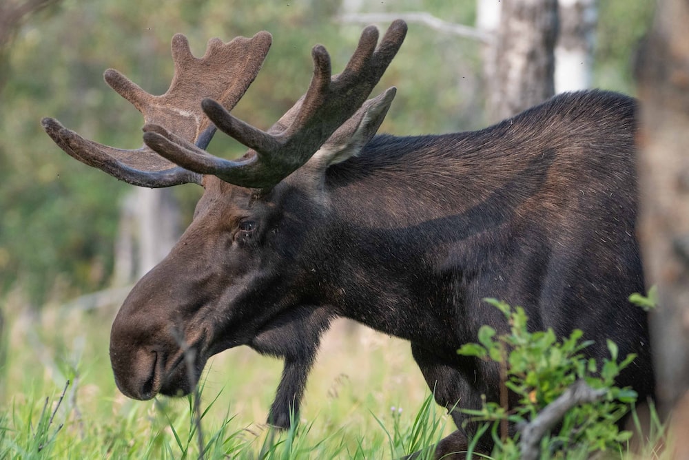 A black moose