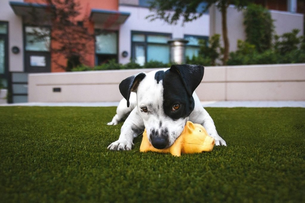 A puppy playing on fake grass