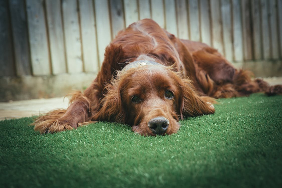 A dark-colored dog