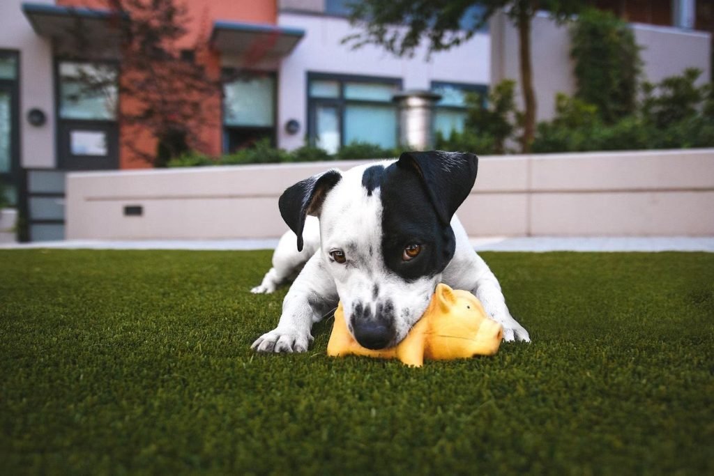 A dog playing on artificial grass
