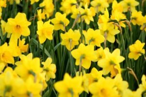 Yellow flowers in a garden