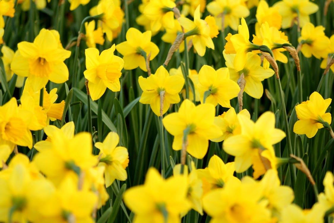 Yellow flowers in a garden