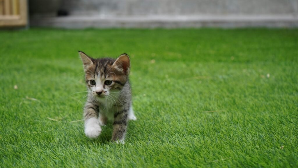 Kitten walking on artificial grass installation in backyard.