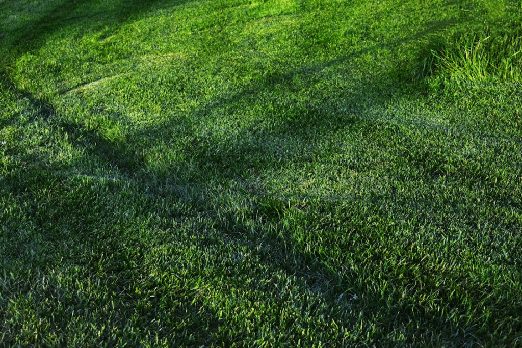 close-up of a lawn covered in turf