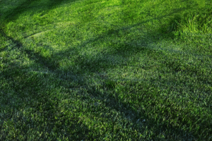 close-up of a lawn covered in turf