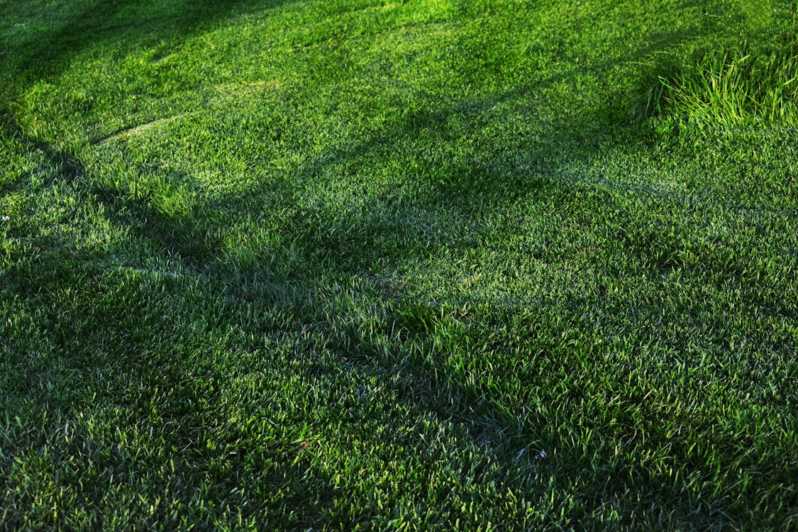 close-up of a lawn covered in turf