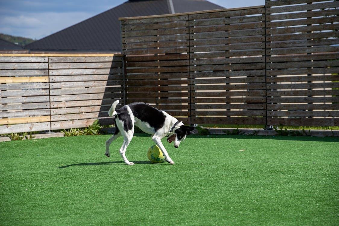 An image of a dog playing on fake grass