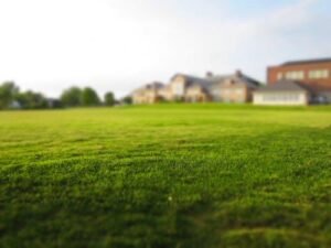 Grass in focus with houses in the background