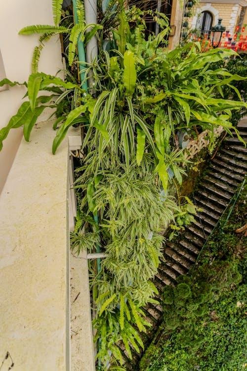 Modern outdoor wall with mounted plants and vertical greenery design