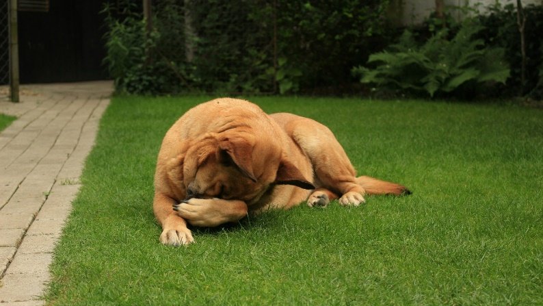 An image of a dog sitting on grass