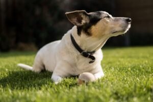 Pet-friendly artificial grass backyard installation designed for dogs in Essex