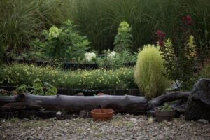 a lush garden with diverse greenery and flowers