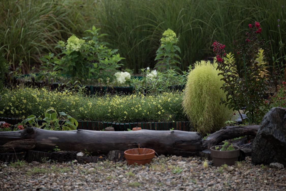 a lush garden with diverse greenery and flowers